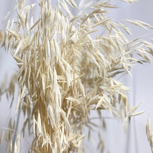 <span class=keywords><strong>Flores</strong></span> secas reales para decoración del hogar, hierba de Avena Sativa, ramo Natural salvaje, <span class=keywords><strong>flores</strong></span> secas para decoración del hogar - Product Image 2
