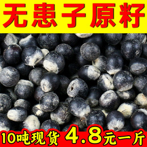 Bodhi Seed Beads Raw Undrilled Round 500g For Prayer Beads Crafting Hangzhou Origin Spring 2025 Polished Scattered Beads - Product Image 5
