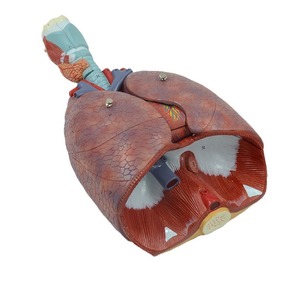 Matériel pédagogique médical en gros : Modèles du système respiratoire, des voies respiratoires, des poumons et du cœur ; Modèles du larynx humain, du système cardio-pulmonaire, etc. - Product Image 5