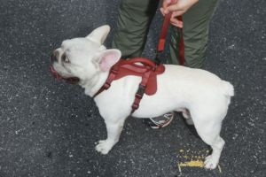 Tali dada dapat disesuaikan <span class=keywords><strong>Harness</strong></span> anjing kulit Premium untuk anjing kecil sedang besar - Product Image 6