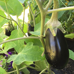 Graines d'aubergine Moon Star Black Beauty, haute germination, hybride F1 - Product Image 6