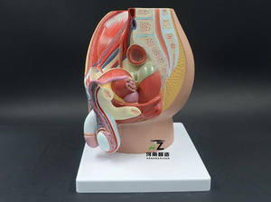 चिकित्सा विज्ञान मानव pvc शिक्षण शारीरिक पुरुष जननांग अंग प्रजनन श्रोणि मॉडल - Product Image 4