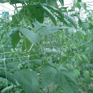Trắng Ép Đùn Nho Hỗ Trợ <span class=keywords><strong>Net</strong></span> Nhà Máy Rau Trái Cây Leo Núi Trellis Lưới - Product Image 4