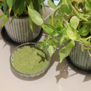 Poudre de feuilles de Moringa pure, moulue finement, superaliment vert, ingrédient végétal naturel pour les acheteurs en gros - Product Image 1