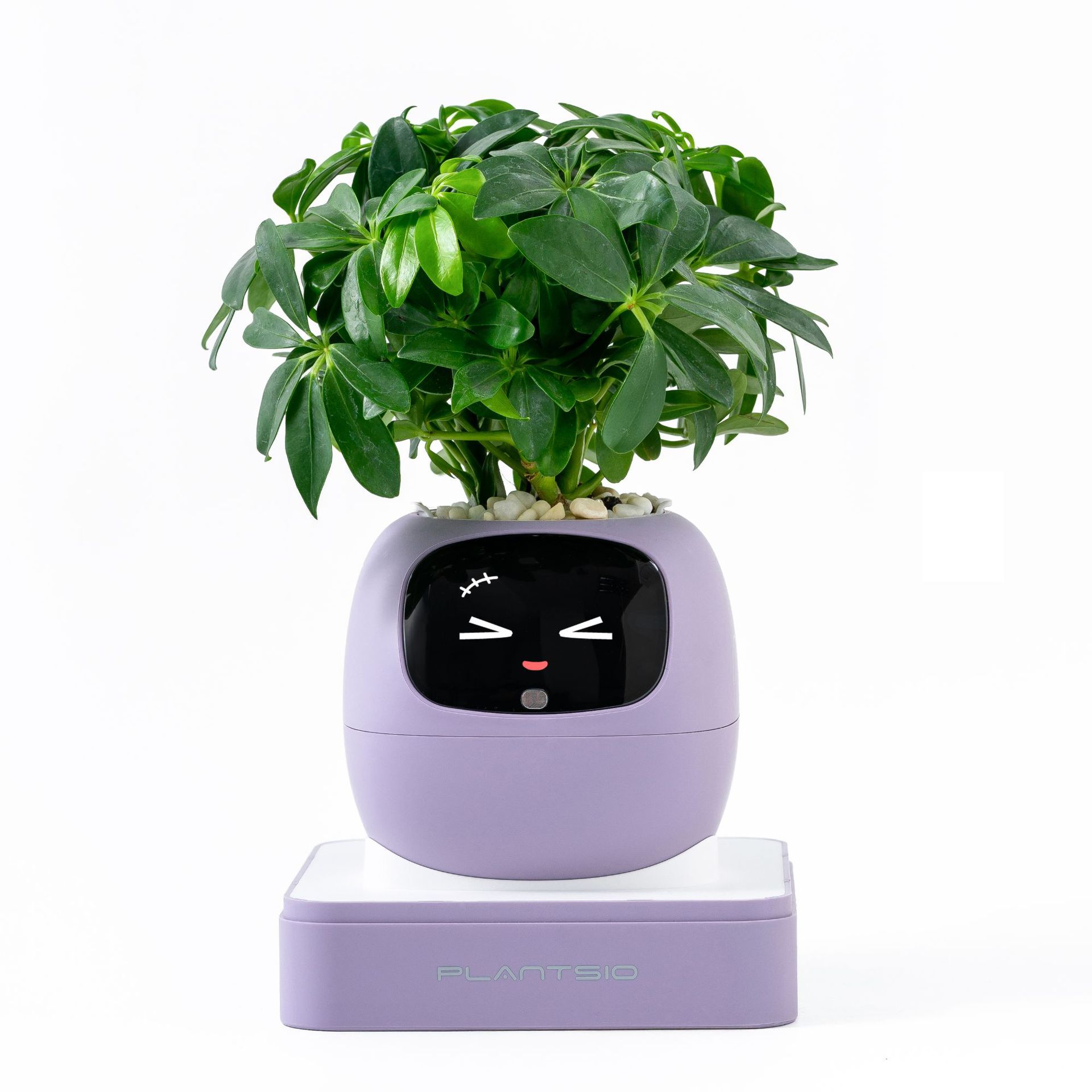 Pot de fleurs électronique lvy de deuxième génération violet-anglais