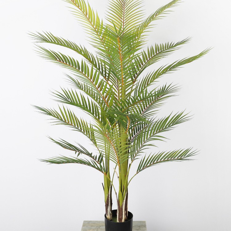 1.2-meter, 3-stem, 22-leaf bicolor areca palm