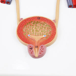 Modèle d'organe humain de simulation réelle du système urinaire, de l'urètre et de l'anatomie rénale, équipement pédagogique - Product Image 6