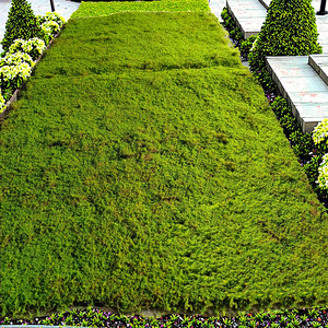 Nhà Máy Trực Tiếp Bán Kích Thước Lớn Nhân Tạo Moss Thảm Cho Thiết Kế Sân Vườn New Moos Cỏ Cây Cây Cho Ngày Valentine - Product Image 4