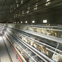Les cages commerciales de pondeuse d'oeufs de poulet de TBB conçoivent l'équipement d'élevage de volaille de 3 ou 4 couches