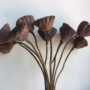 莲花的干装饰植物种子