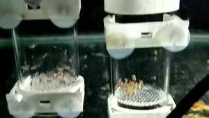 Groothandel Eco-vriendelijke Plastic Aquarium Vis-ei Incubator voor Kweek & Uitbroeden Tumbler Kweek Cichlid Benodigdheden - Product Image 5