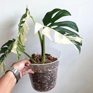 Pots à fleurs en plastique <span class=keywords><strong>transparent</strong></span> extra-larges en gros, pots à orchidées avec trous, pots de jardin en plastique avec trous, pots à orchidées, vente directe d'usine - Product Image 3