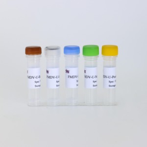 Kit de PCR do vírus da febre aftosa liofilizado (baseado em sonda, 50 testes) - Product Image 5