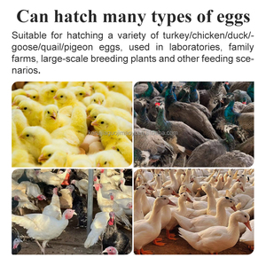 Tự động nở gà vịt trứng nở máy, gia cầm trang trại công nghiệp Máy Ấp Trứng Nở trứng - Product Image 3