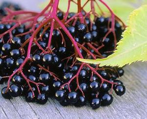 Cơm cháy trái cây Chiết Xuất 25% anthocyanin <span class=keywords><strong>Sambucus</strong></span> <span class=keywords><strong>nigra</strong></span> chiết xuất - Product Image 3