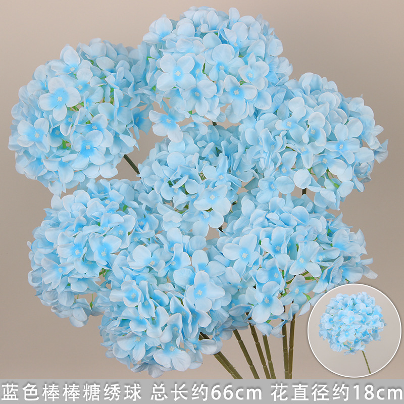 Blue lollipop hydrangea