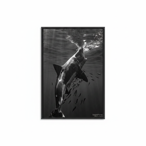 Elegant Shark Wall Art: Ocean Canvas Print for Home Decor,<b>BLACK</b> <b>FRAMED</b> CANVAS - Product Image 2