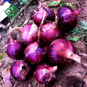 Market Price For Red Fresh Onion For Ton