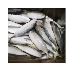 Mackerel Frozen Indian Mackerel With All Size