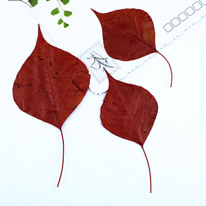Folhas Naturais Prensadas e Secas de Sapium Vermelho (Folhas de Árvore de Sebo Chinês) para Artesanato em Resina DIY e Decoração - Product Image 4