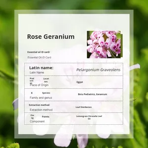 100% <span class=keywords><strong>olio</strong></span> <span class=keywords><strong>essenziale</strong></span> di <span class=keywords><strong>geranio</strong></span> rosa naturale puro e naturale <span class=keywords><strong>olio</strong></span> <span class=keywords><strong>essenziale</strong></span> di aromaterapia di prima qualità per la cura della pelle e la bellezza di tutti i tipi di pelle - Product Image 2