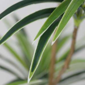 Plante artificielle en plastique Dracaena Reflexa pour aménagement paysager, plante en pot artificielle, ornement de jardin, décoration de bureau, décoration de la maison, plantes artificielles - Product Image 4