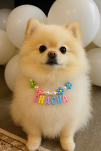 प्यारा बिल्ली और कुत्ता उपहार व्यक्तिगत समायोज्य वसंत पुष्प पिल्ला फूल के बीडेड कुत्ते कॉलर कस्टम नाम पालतू हार - Product Image 6