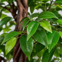 OH ARTS Arbre artificiel Ficus Bola de 1,5 m avec tronc en bois véritable pour décoration extérieure et accessoires de jardin