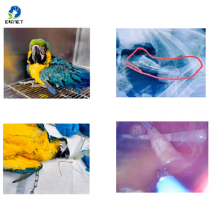 Eur Vet กล้องสำหรับสัตวแพทย์มีความยืดหยุ่นทางการแพทย์พร้อมอุปกรณ์เสริม - Product Image 6