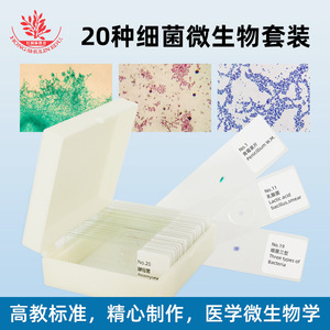 Coloración con tinciones de Gram de muestras microbianas de 20 tipos de bacterias, hongos y actinomicetos - Video de demostración didáctica para - Product Image 5