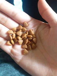 Extrudeuse commerciale d'alimentation de nourriture de chat de machine de granule d'alimentation de poisson de 200 kg/h - Product Image 2