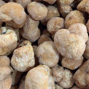 Suplemento de <span class=keywords><strong>hongos</strong></span> comestibles al por mayor: Hongo de dientes barbudos <span class=keywords><strong>en</strong></span> venta - Product Image 1