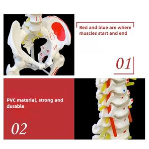 <span class=keywords><strong>Fisioterapia</strong></span> Life Tamaño natural Esqueleto Modelo Columna vertebral con <span class=keywords><strong>pelvis</strong></span> y cabeza femoral para la ciencia médica - Product Image 3