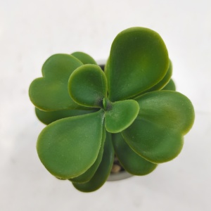 Vaso da fiori in ceramica marmorizzata in stile moderno vasi per fioriere succulente/<span class=keywords><strong>Cactus</strong></span> contenitore per fioriere Bonsai - Product Image 6