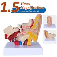 Modelo Anatómico de Oído de PVC para Enseñanza Médica, Modelo Humano Izquierdo, Modelo Anatómico de Membrana Timpanica, Conducto Auditivo