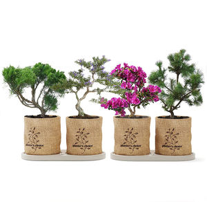 4 kit di attrezzi da giardinaggio kit <span class=keywords><strong>per</strong></span> alberi bonsai crescono kit viene fornito con scatola di legno e <span class=keywords><strong>tutto</strong></span> accetta personalizzato - Product Image 1