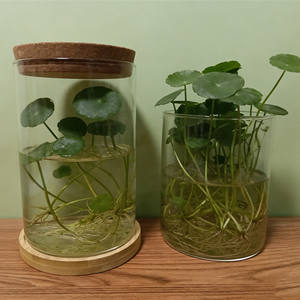 <span class=keywords><strong>Pot</strong></span> de plante hydroponique cylindrique pour décoration intérieure, terrarium <span class=keywords><strong>en</strong></span> verre fait main pour table avec couvercle et base <span class=keywords><strong>en</strong></span> <span class=keywords><strong>bambou</strong></span> - Product Image 2
