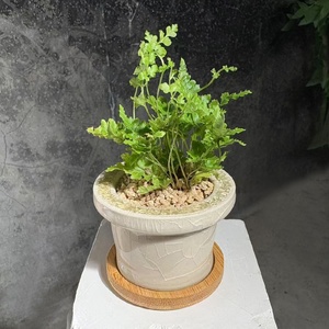 Macetas de Cerámica Minimalistas con Acabado Glaseado Efecto Grieta de Hielo <span class=keywords><strong>para</strong></span> <span class=keywords><strong>Cactus</strong></span> <span class=keywords><strong>y</strong></span> Plantas Verdes, Macetas Pequeñas de Mesa <span class=keywords><strong>para</strong></span> Flores - Product Image 3