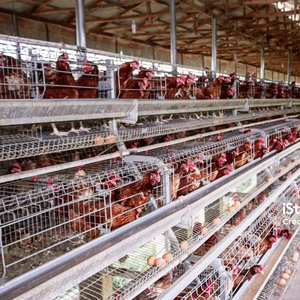 Cage à batterie pour poules pondeuses, conception RTL, poulailler d'élevage pour poules pondeuses, équipement d'élevage pour ferme avicole - Product Image 6