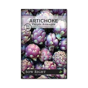 Artichaut violet Romagna biologique non-OGM, variété ancienne, pour jardin potager extérieur, plante vivace haute, boutons de <span class=keywords><strong>fleurs</strong></span> comestibles, semer correctement - Product Image 1