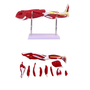 वियोज्य मानव पैर पेशी शरीर रचना विज्ञान मॉडल कम अंग पेशी चिकित्सा विज्ञान के लिए संरचनात्मक मॉडल - Product Image 5