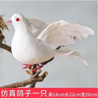 นกพิราบขาวตัวหนึ่ง