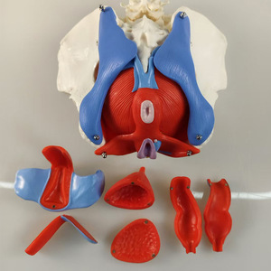 Ressources pédagogiques sur le plancher pelvien féminin SCIEDU, anatomie du <span class=keywords><strong>squelette</strong></span> <span class=keywords><strong>humain</strong></span>, ceinture lombaire en 2 sections, modèle <span class=keywords><strong>musculaire</strong></span> du plancher pelvien féminin - Product Image 6
