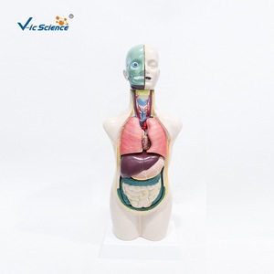 11 modèles anatomiques séparés du demi-corps d'adolescents, illustrant la structure des organes humains ; spécimens de démonstration pour la salle de classe. - Product Image 1
