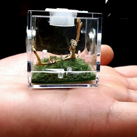 Terrarium d'araignée boîte d'élevage de reptiles en acrylique boîtier d'araignée sautante avec pinces compte-gouttes cage d'escargot boîte d'élevage en acrylique d'araignée