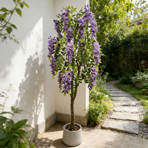 <span class=keywords><strong>Albero</strong></span> di Fiori di Glicine per Decorazioni Matrimoniali, <span class=keywords><strong>Albero</strong></span> di Fiori Artificiale per Interni ed Esterni, Paesaggistica <span class=keywords><strong>da</strong></span> <span class=keywords><strong>Giardino</strong></span> - Product Image 2