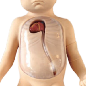 Nouveau-né réaliste de mannequin de corps entier de BIX-L67B avec la canule de veine centrale pour la formation des étudiants en sciences médicales - Product Image 4