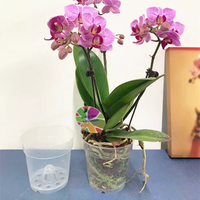 Pots de pépinière de semis d'orchidées en plastique transparent pour pots de fleurs et jardinières