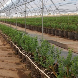 Serre tunnel multi-travées durable et robuste avec couverture anti-UV pour légumes - Product Image 5