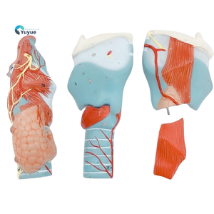 2x Modèle d'anatomie en PVC Larynx élargi avec vaisseaux sanguins Thyroï<span class=keywords><strong>de</strong></span> Adam's Apple pour étudiants en médecine Outil <span class=keywords><strong>de</strong></span> soins infirmiers pour l'enseignement - Product Image 1